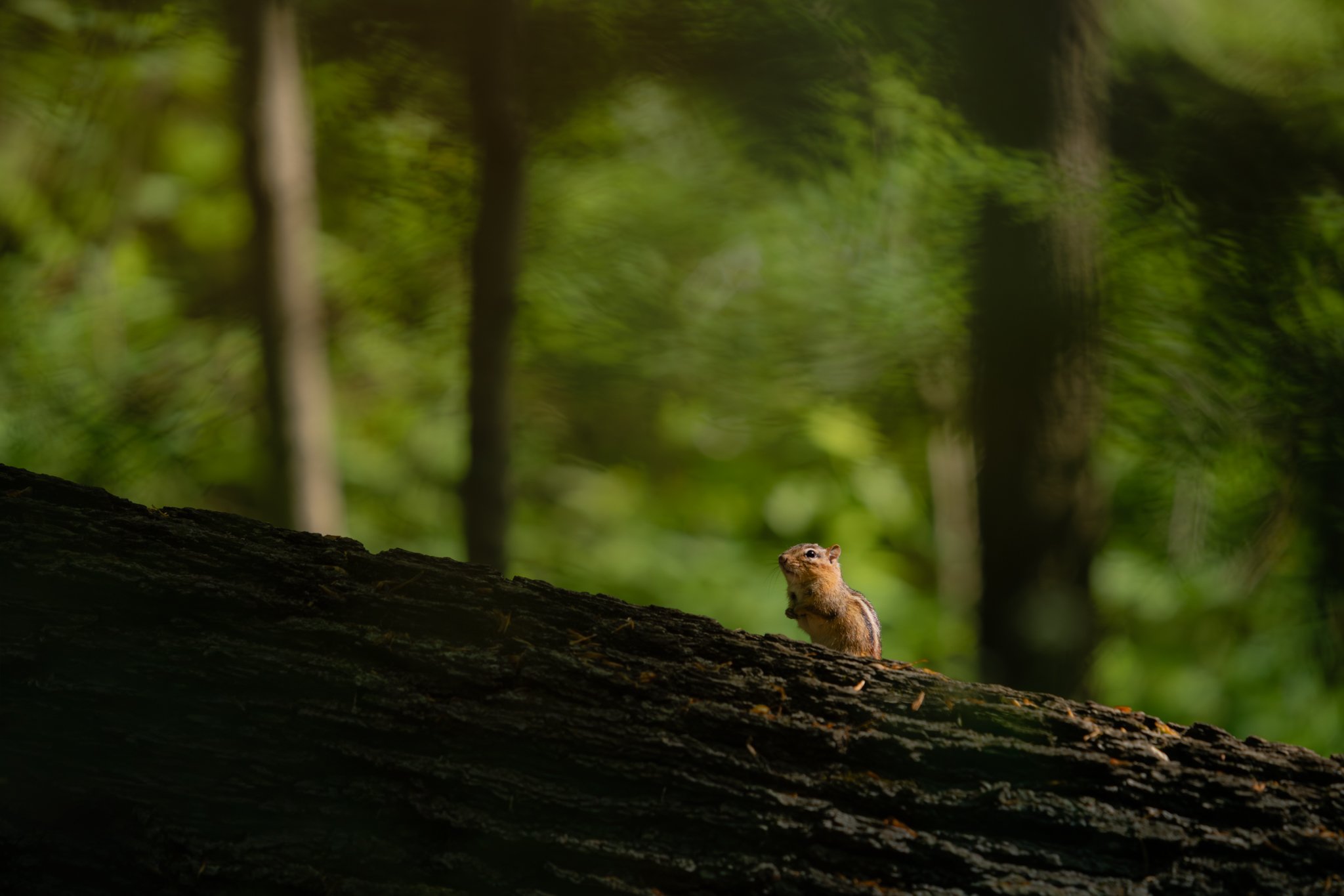 When I was out for a walk in the woods recently, I startled a chipmunk that had been foraging near the base of a tree. It scurried up a nearby log and froze, waiting to see whether it was safe or not. I remained still, our eyes connecting with one an