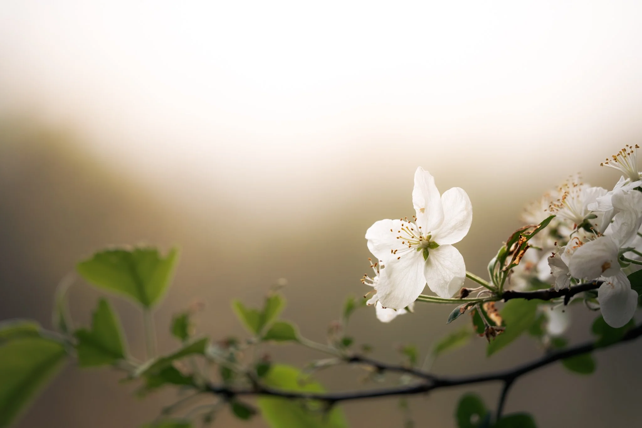 &ldquo;Be patient with life&rsquo;s unfolding petals.
If you hurry the bud, it withers.
If you hurry life, it limps.

Each unfolding is a teaching
a movement of grace filled with silent pauses,
breathtaking beauty
tears and heartaches.
Life unfolds
a