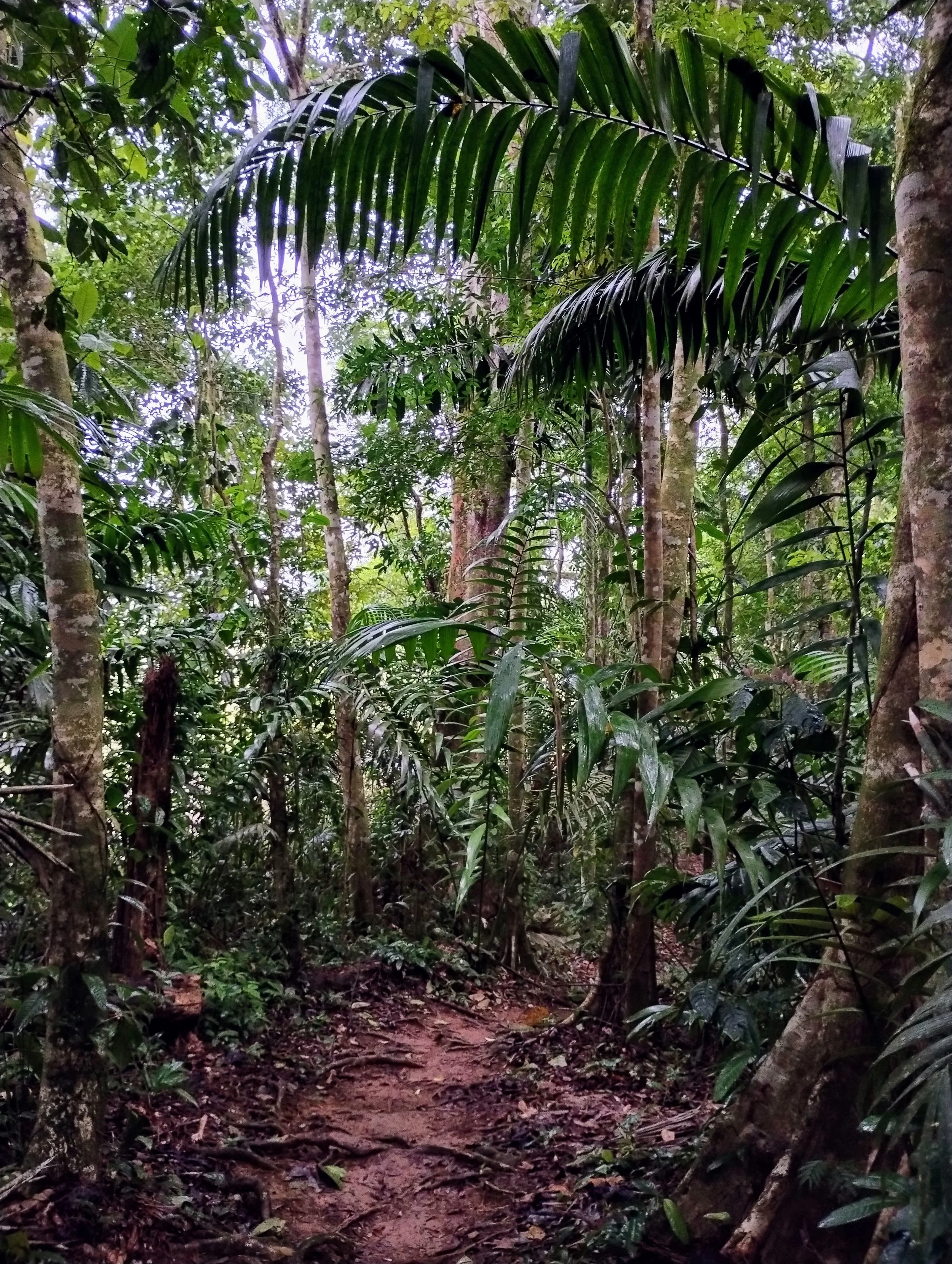 Costa Rica - Chilamate Rainforest Eco Retreat