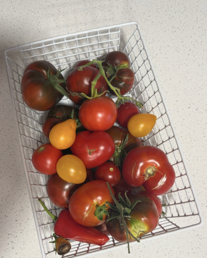 A white wire basket filled with various tomatoes, including red, black, yellow, and a single red chili pepper on a speckled white countertop.