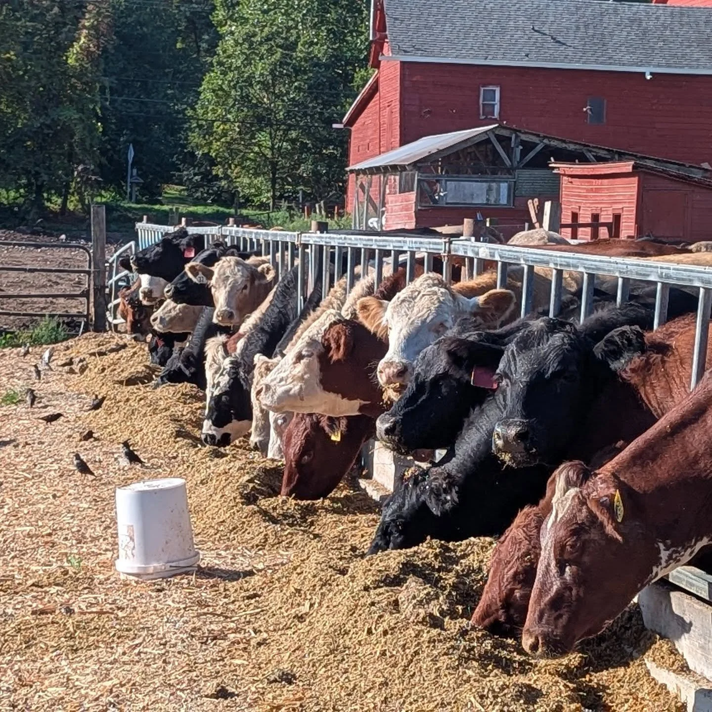 Picked up an order from @northwindfarms in Tivoli and stopped to say hi to the cows 🐄 
Please support our local farms - you can buy their products directly at the farm or at the Hudson farmers market on Saturdays.

Stop by the shop for Northwind's B