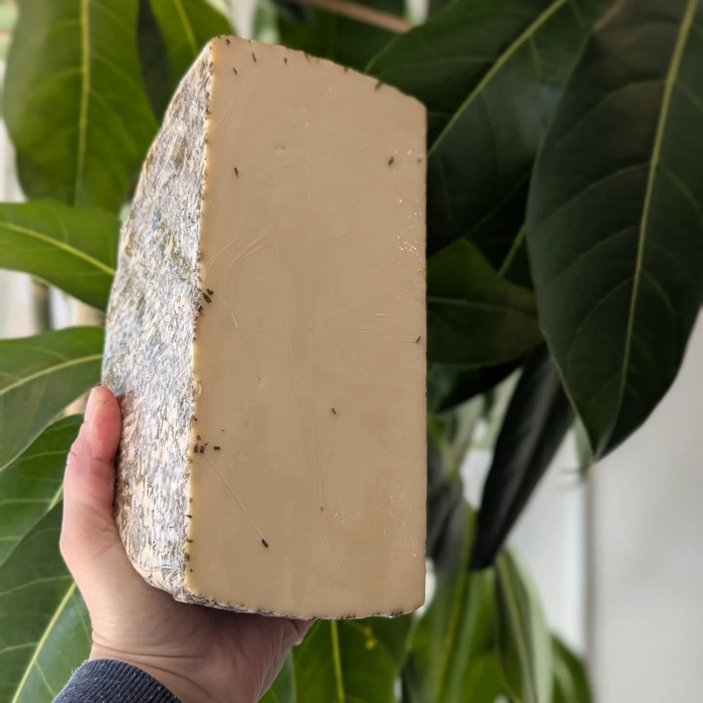 New cheeses in the case! Stop by to try them! 🧀

@goat_rodeo_cheese Wild Rosemary - this mixed milk (cow &amp; goat) cheese is hand pressed with dried rosemary and EVOO. Aromatic, smooth &amp; herbaceous.

@woodlawncreameryvt - hailing from Vermont,