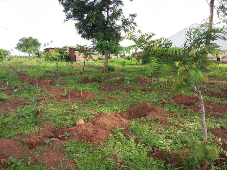   Trees were planted by church members at the MB Malawi Malovu Mission church in central Malawi early this year.  Photo contributed by Shadreck Kwendanyama.   