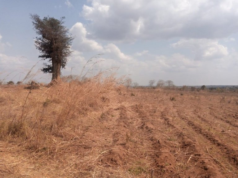   An agricultural field in the Mangochi district of southern Malawi in 2021. Fields like this one are now irrigated thanks to a project by MB Malawi.  Photo contributed by Shadreck Kwendanyama.   