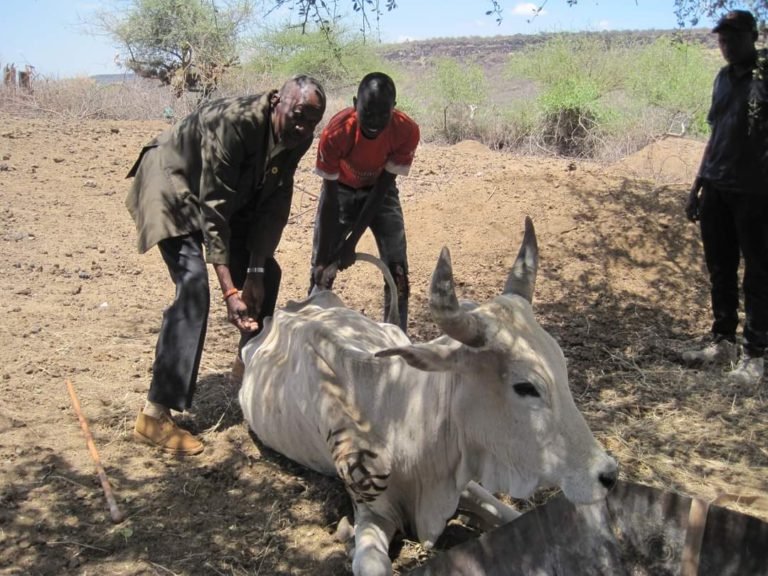   Heat, dehydration and lack of food weaken cattle until they are no longer able to stand up on their own. This cow, belonging to Ben Moiko, is being lifted back to its feet.  Photo contributed by Joel Lankas.   
