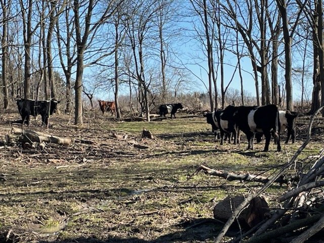   Cows graze in an overgrown orchard that John and Danile are converting to silvopasture.  Photo contributed by John Martens.   