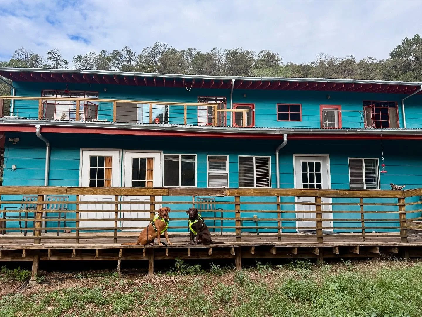 Our recent very friendly dog guests 🩷🙂 #cloudcrofthostel