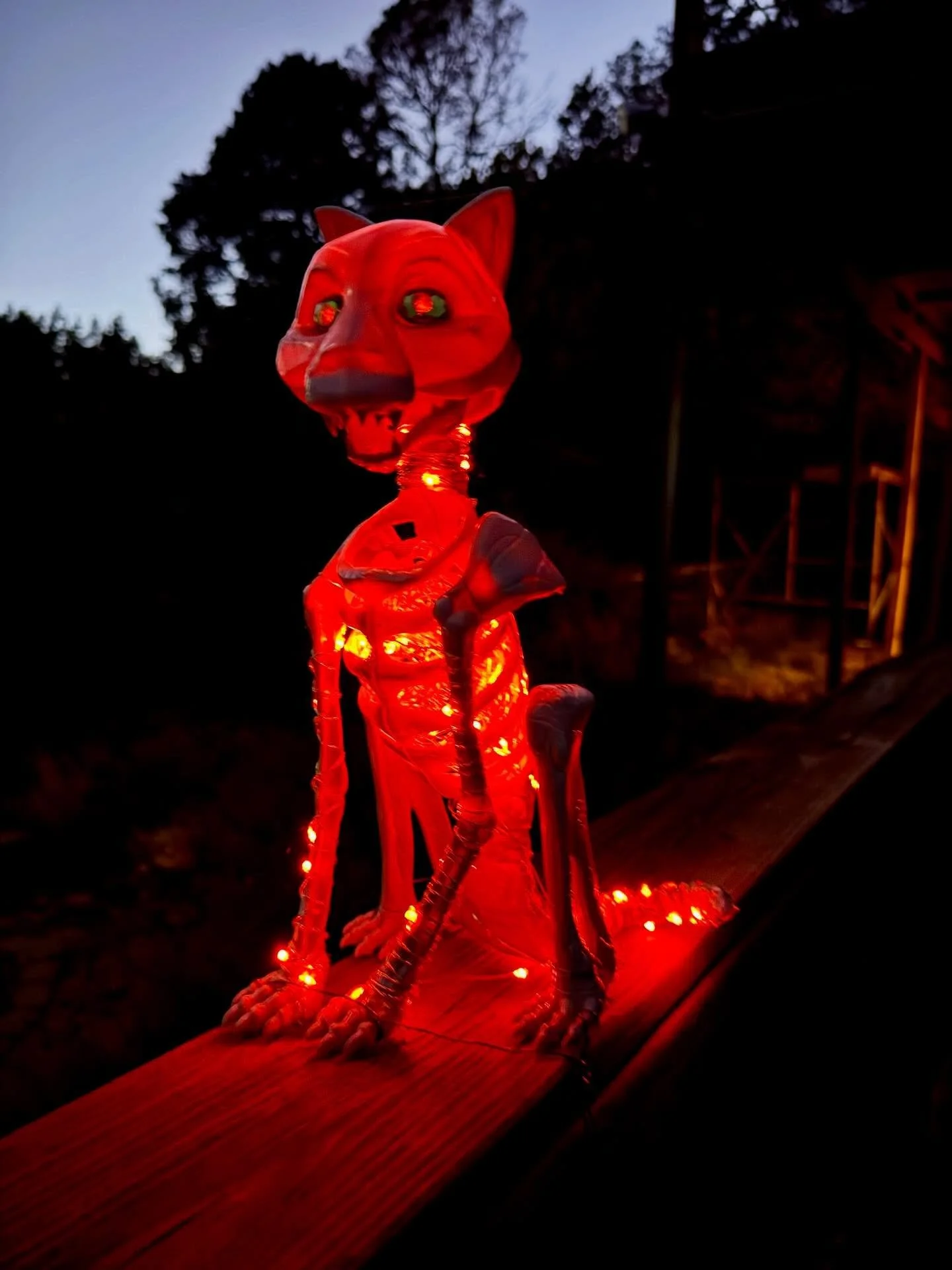 Happy Halloween from our feral cats 👻🐈&zwj;⬛ #cloudcrofthostel