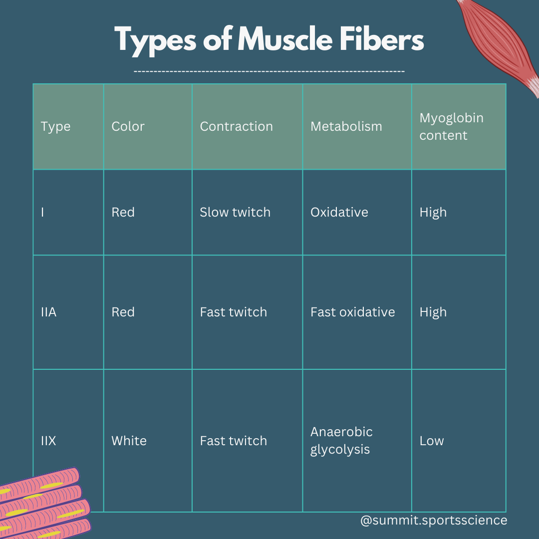 Type 1 and 2 Muscle Fibers Slow Twitch vs. Fast Twitch Muscle Fibers