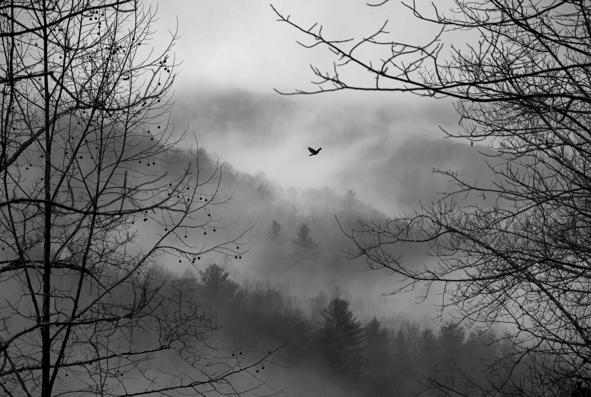6. Raven Floating on the Mist.jpg