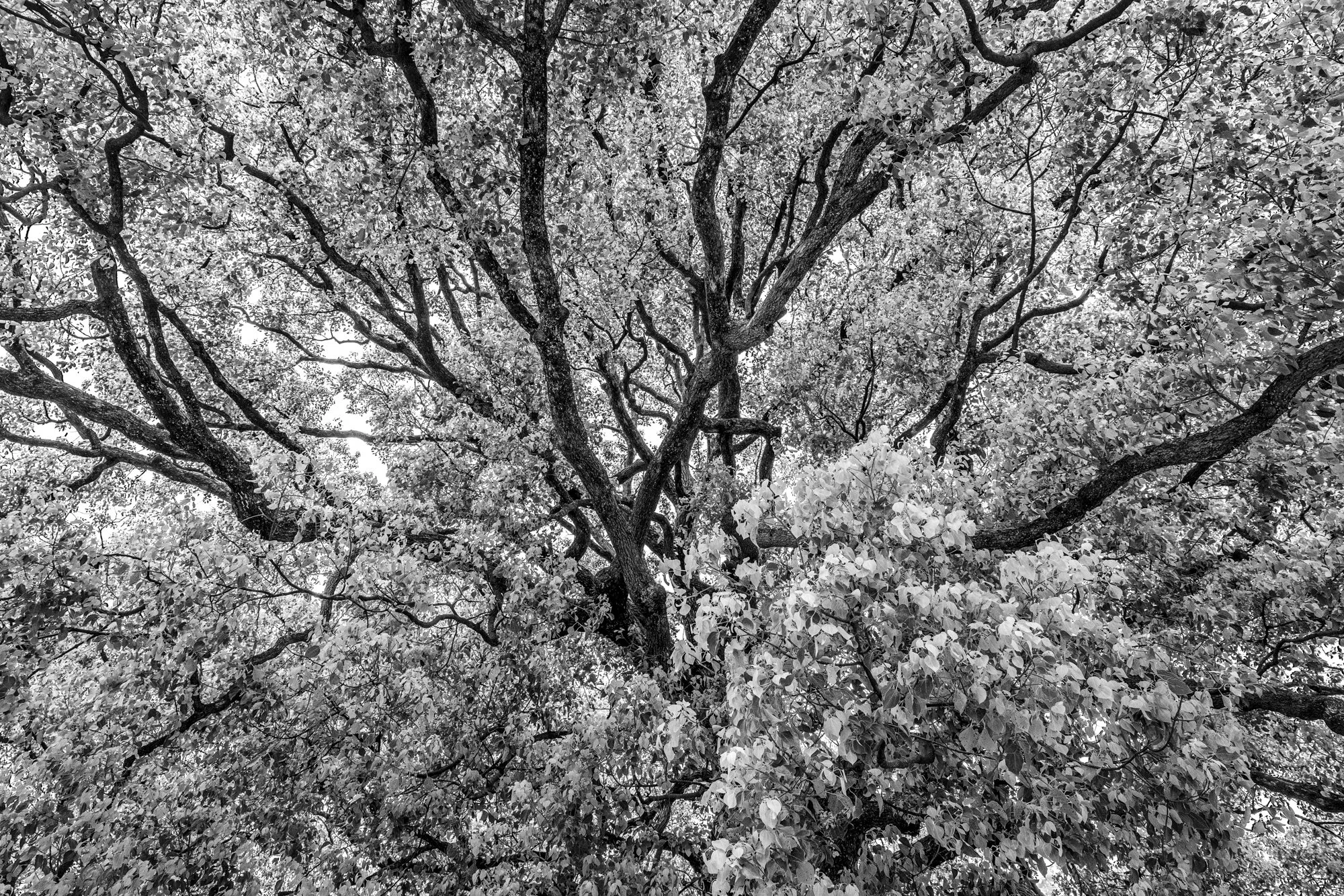 19. Sacred Tree Canopy Meiji Jingu Shrine .jpg