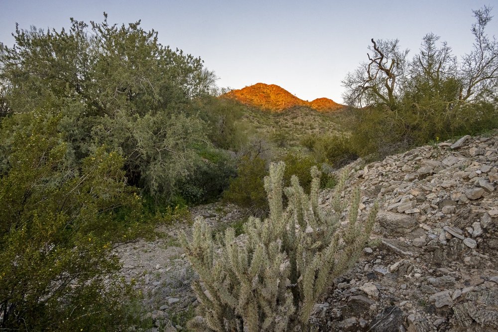 First Light on the Desert7628.jpg