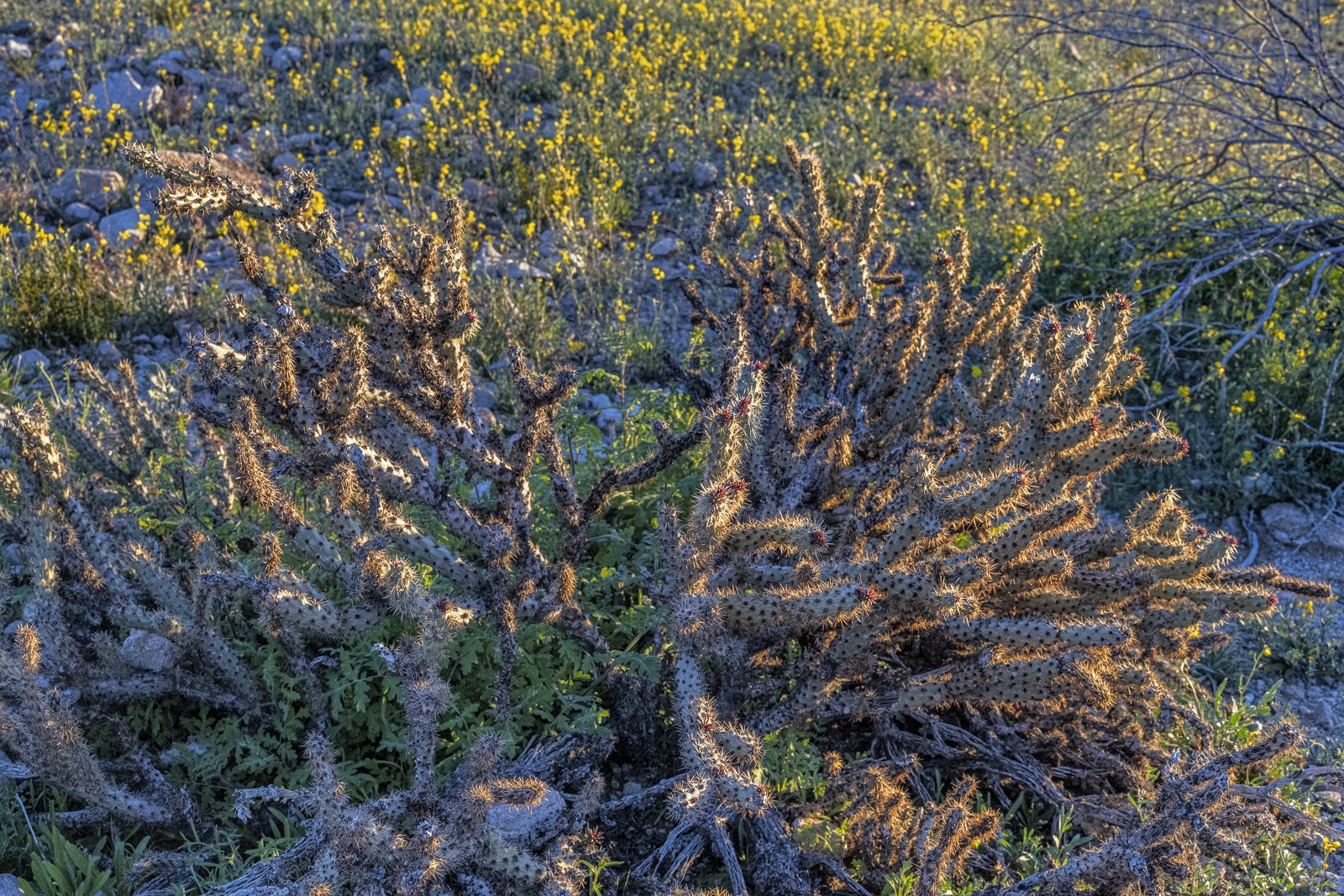 Desert Cacti at Dawn 7664.jpg