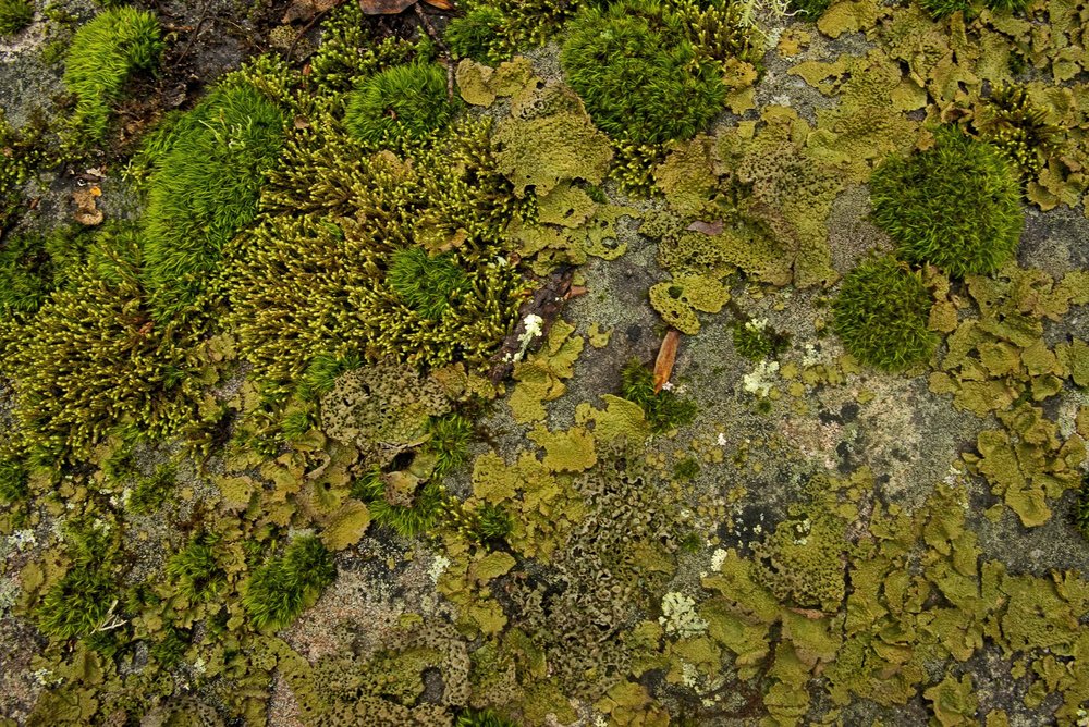 Lichen Moss and Fungi Festooning a Rock9928.jpg