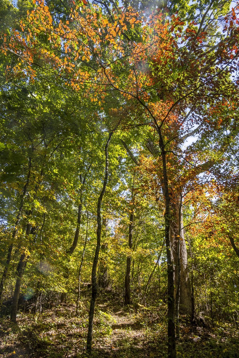 Fall Path Through the Woods, Our Mountain5136.jpg