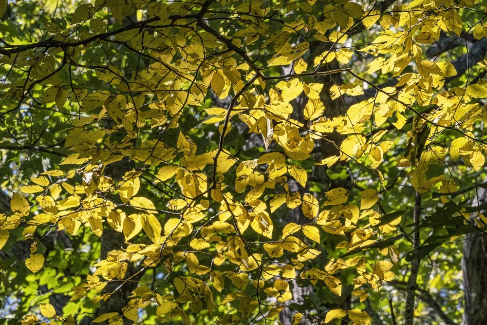 Yellow Leaves5085.jpg