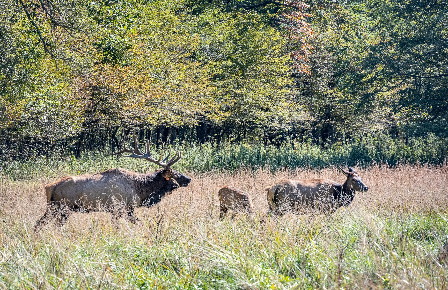 Elk with Mother and Baby Cherokee Visitors area2042.jpg