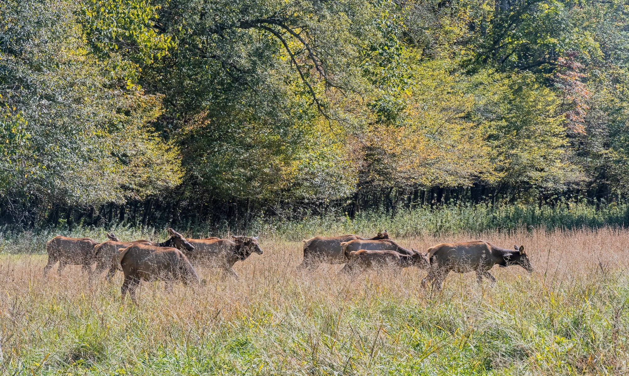 Elk Emerging into the Field2035.jpg