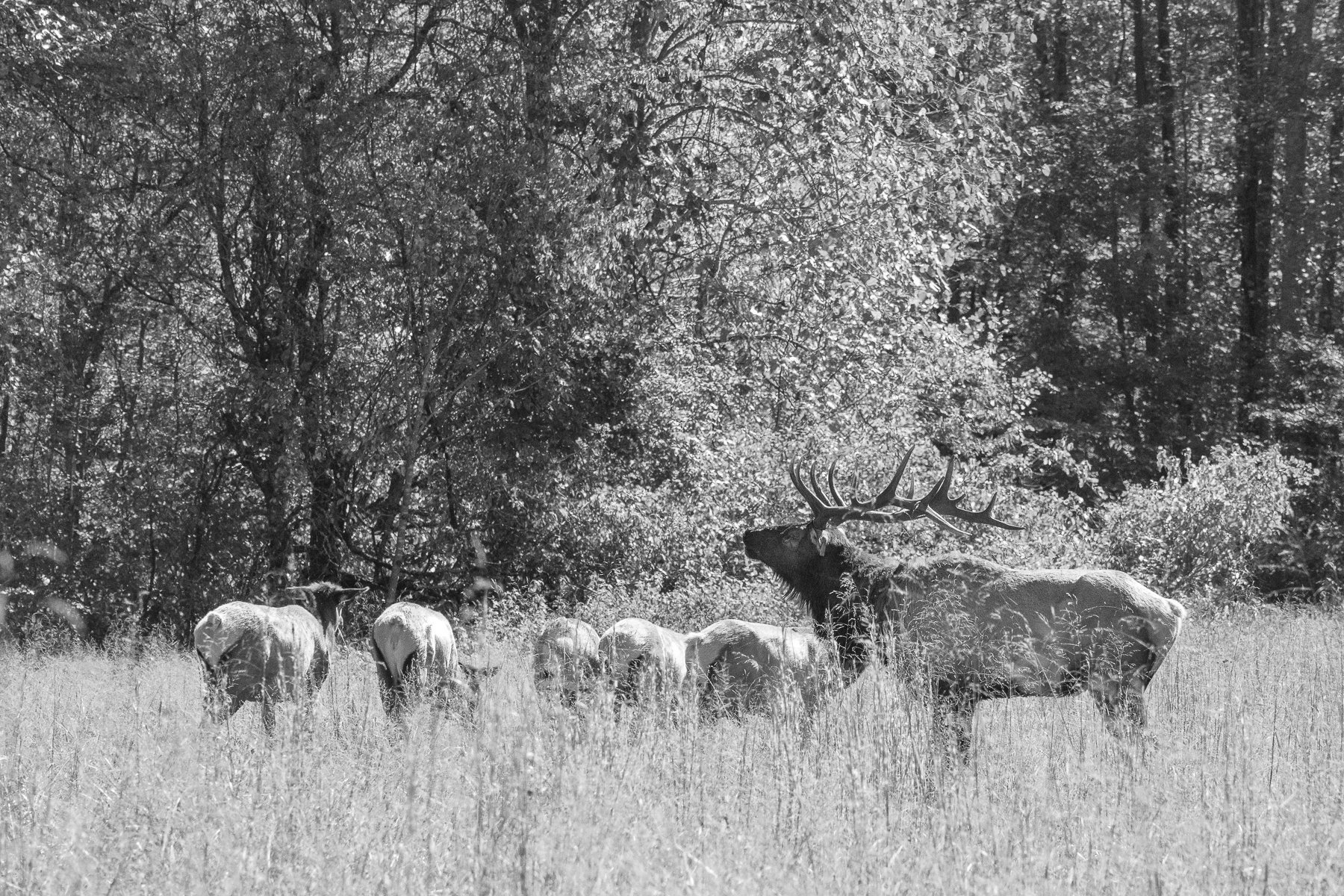 Elk Rounding Up His Heard2045.jpg