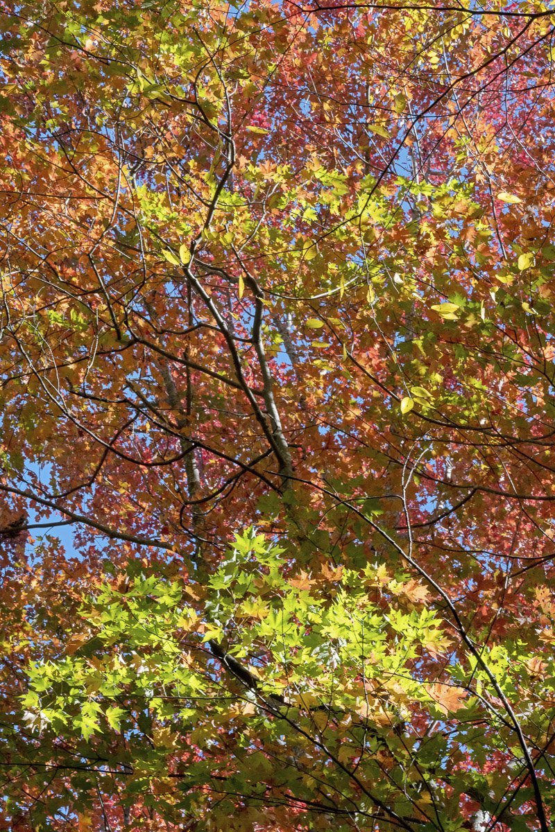 Yellow Green and Red Stained Glass Leaves, Florence Preserve 2883.jpg