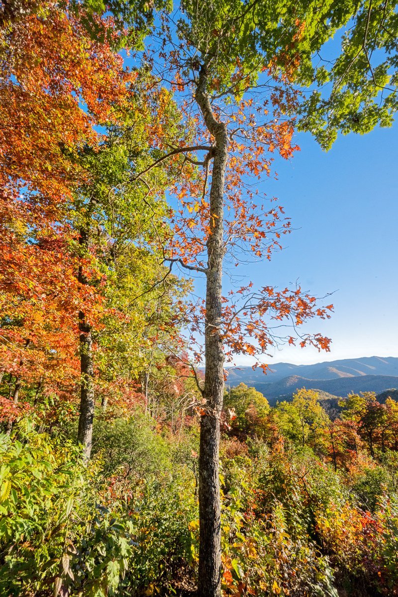 Fall Trees My Mother Asked Me to Photograph, Blue Ridge Parkway2961.jpg