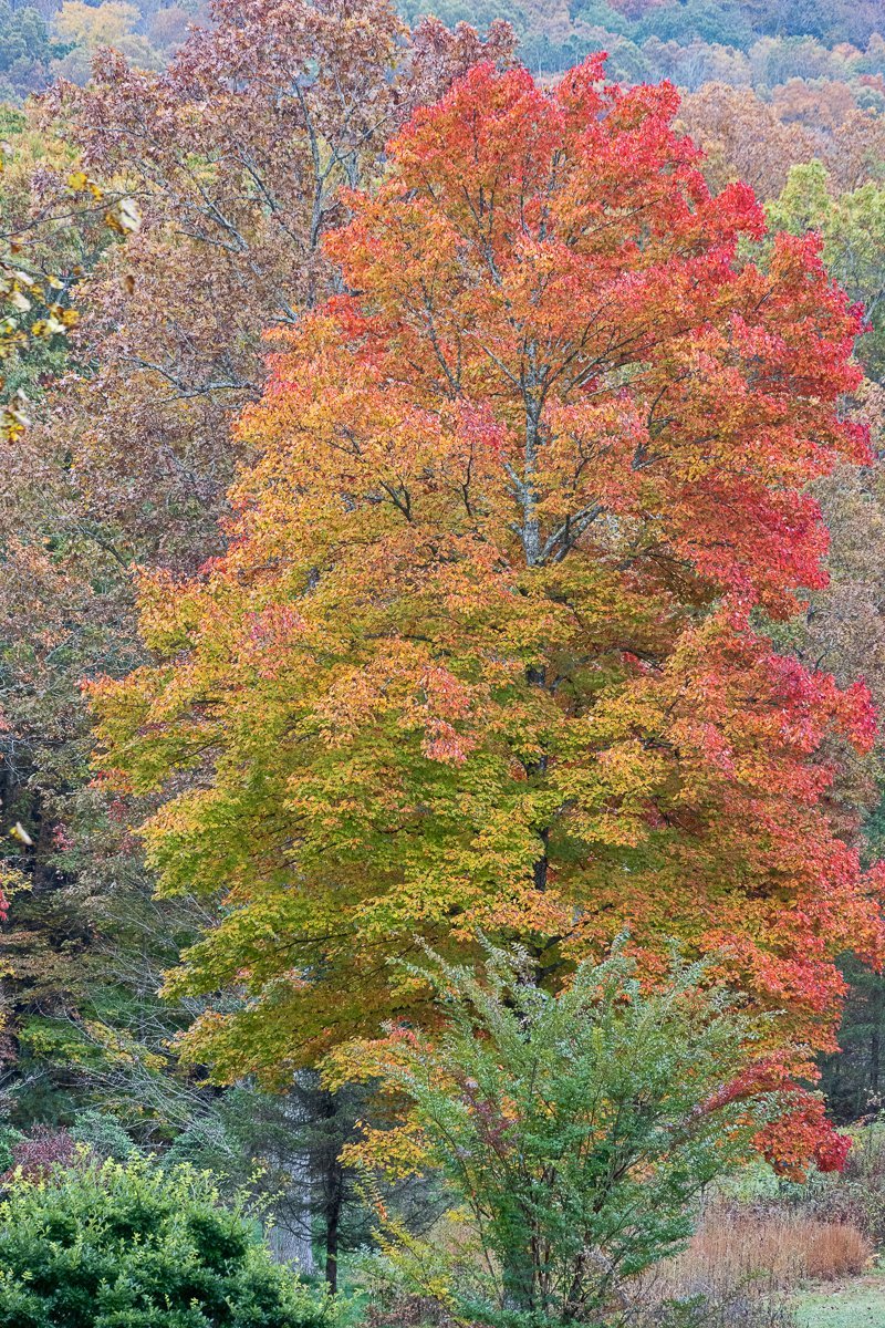 Aroboretum Fall Color3033.jpg