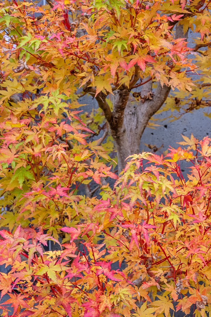 Maple Bonsai, Arboretum3038.jpg