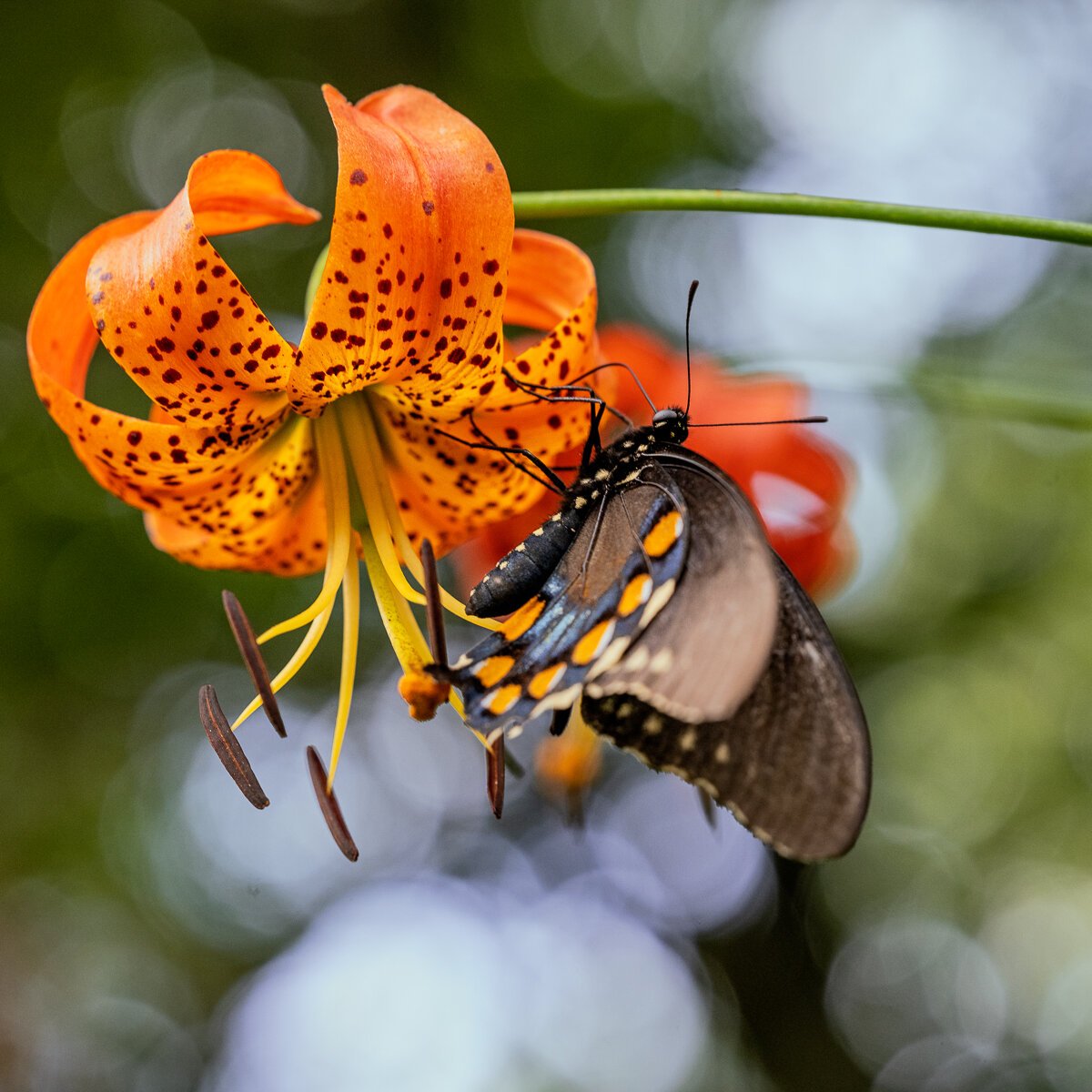 Butterfly on a Turk's Day Lily1157.jpg