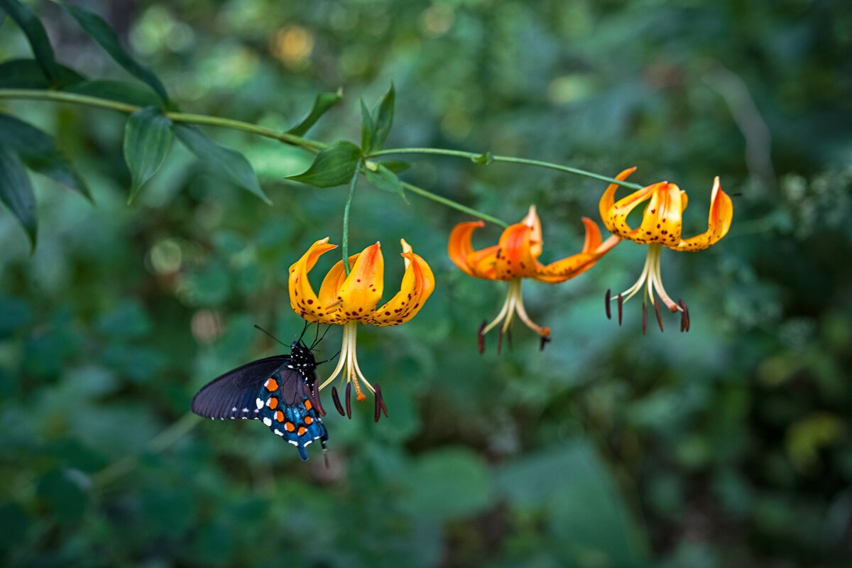 Butterfly and a Branch of Turk's Cap Lilies1160.jpg