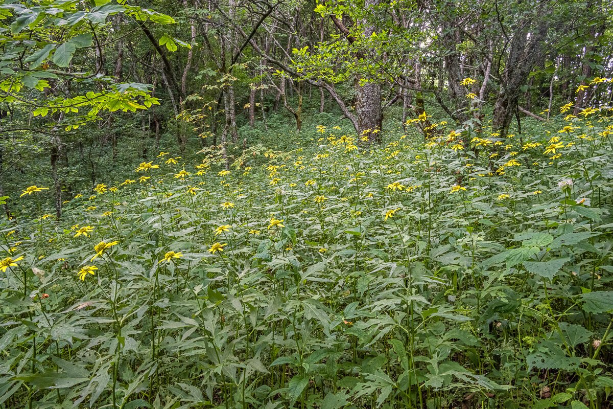 Wildflowers in the Forest, Lane Pinnacle1197.jpg