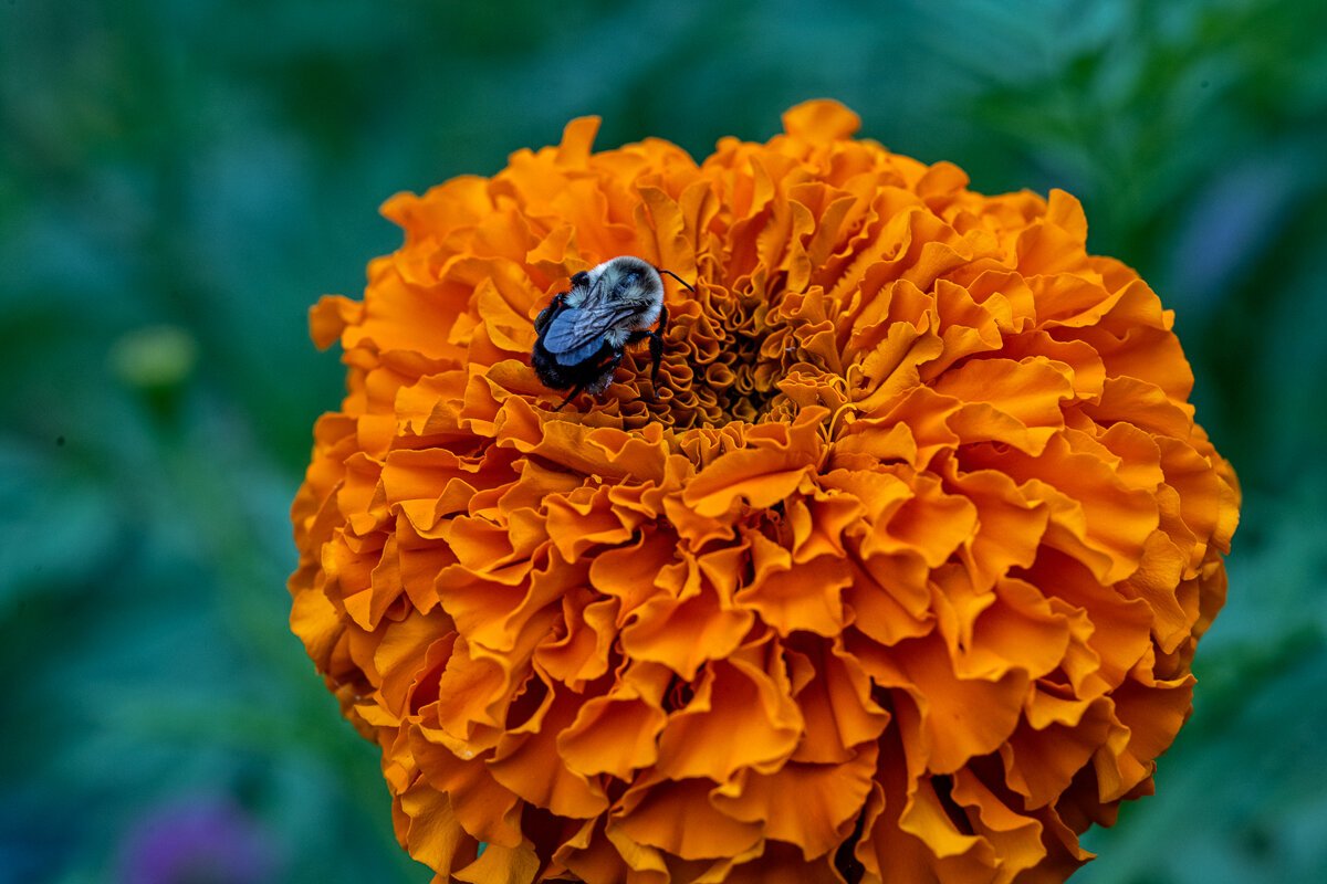 Bee in Repose on an Orange Flower1059.jpg