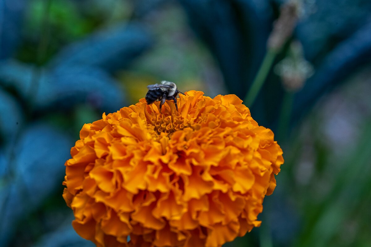 Bee on Orange Flower1060.jpg