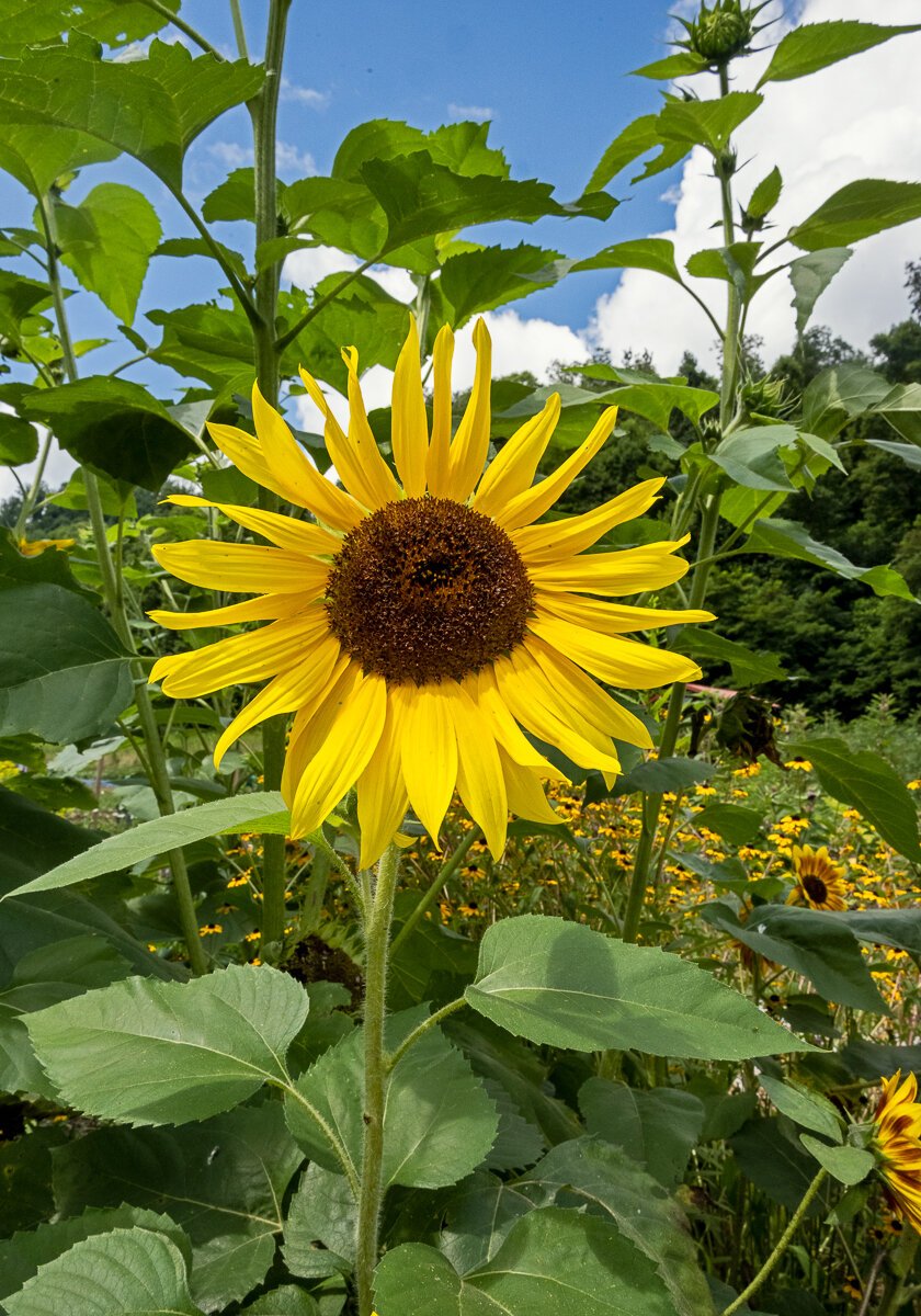 Sunflower and Sky1135.jpg