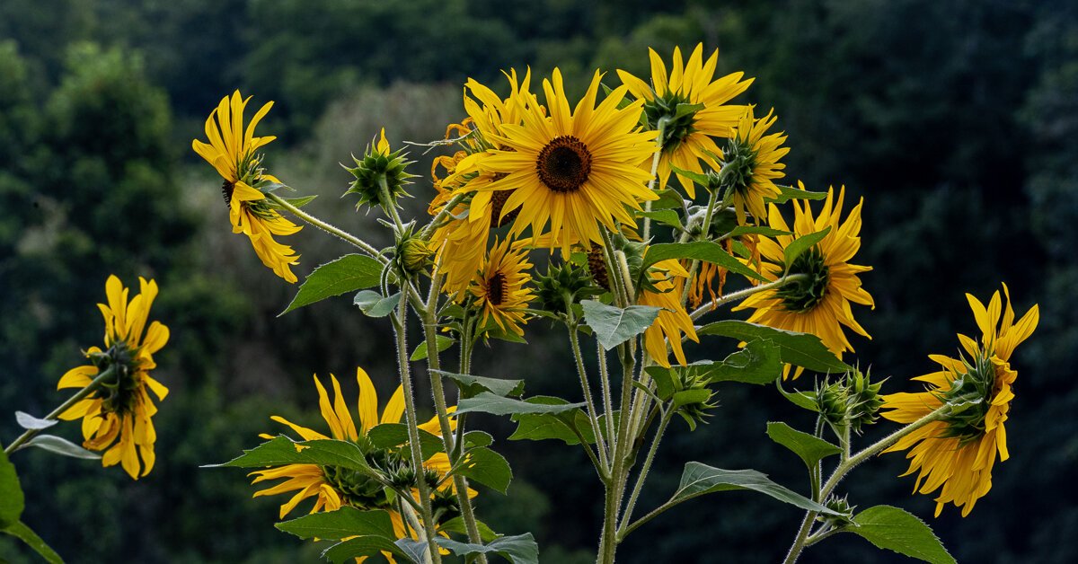 Panaramoc Sunflowers1050.jpg