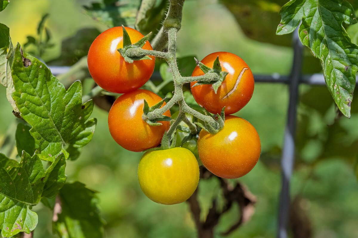 Cherry Tomatoes1092.jpg