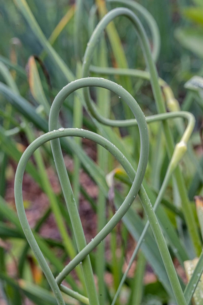 Conjoined Garlic Scapes9979.jpg