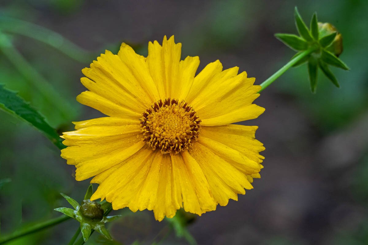 Yellow Flower9984.jpg