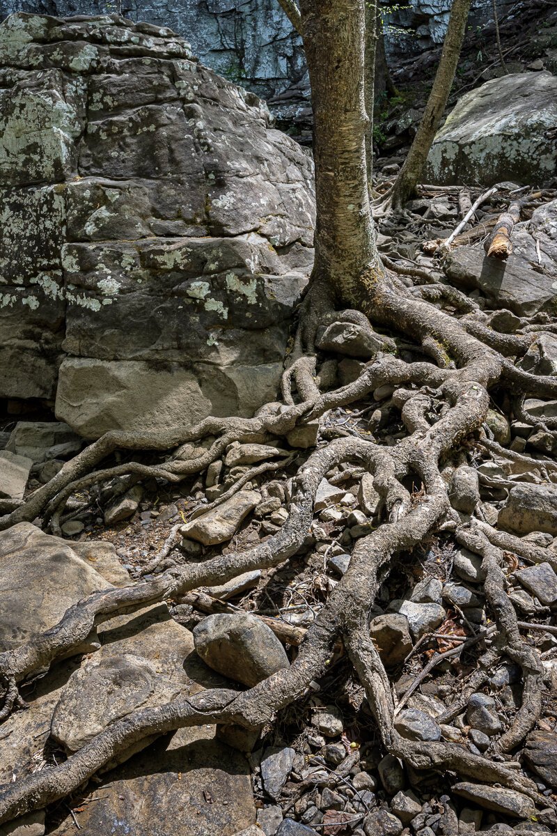 Roots and Rocks, Ozone Falls State Natural Area9459.jpg