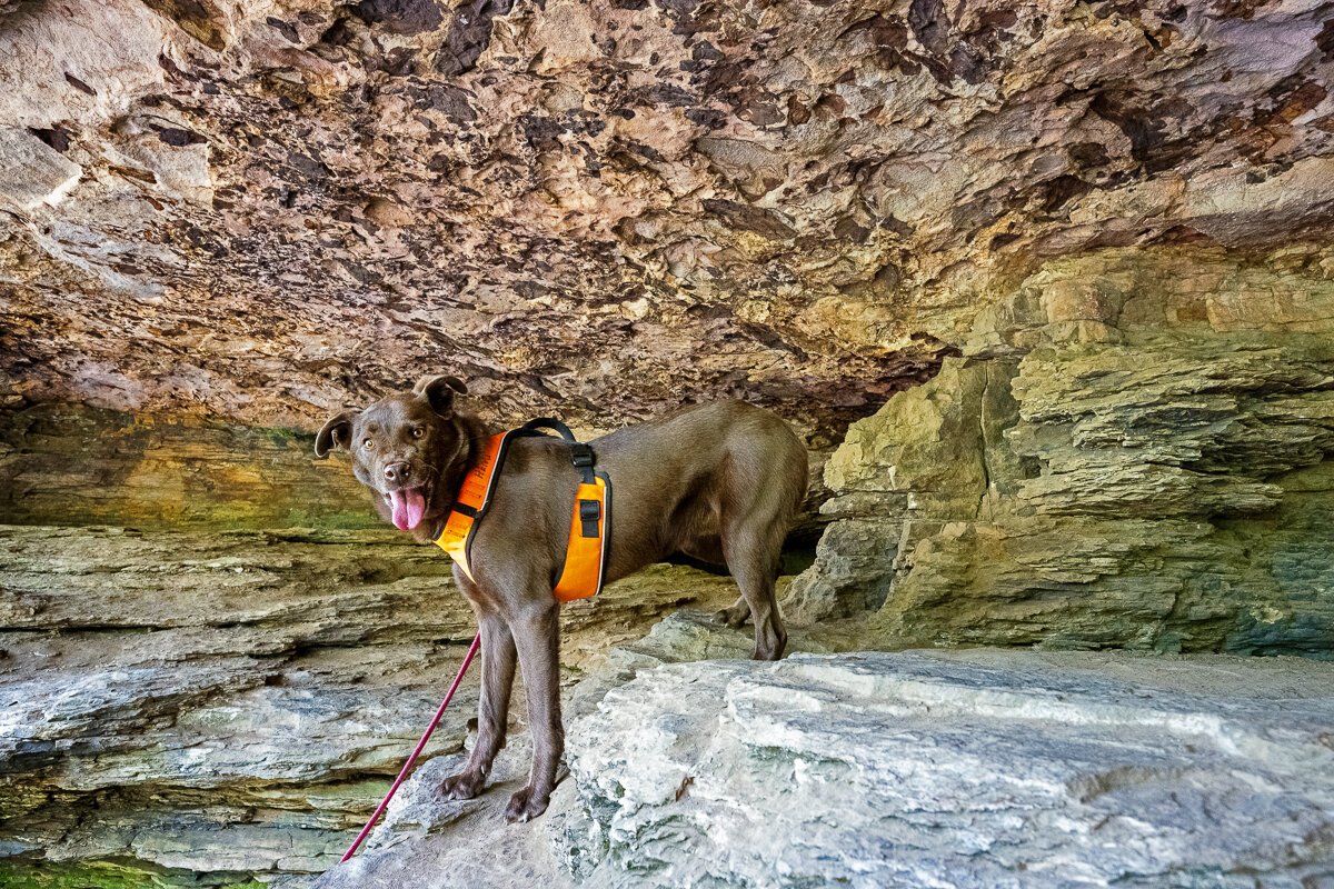 Hemi Dog in the Cave9481.jpg