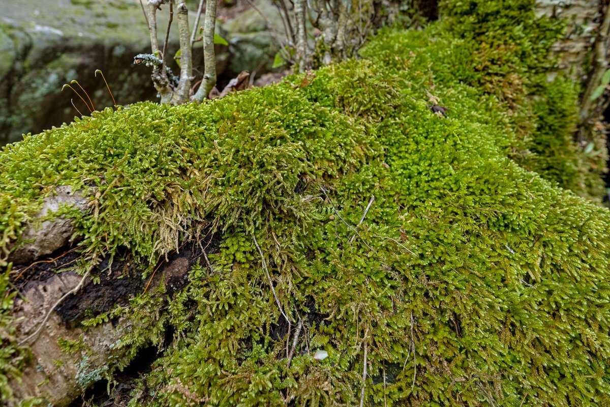 Carpet of Moss, Ozone Falls State Natural Area9470.jpg