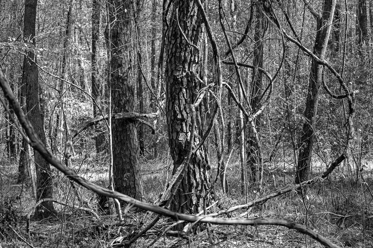 Movement and Stability in the Woods, Santee State Park8889.jpg