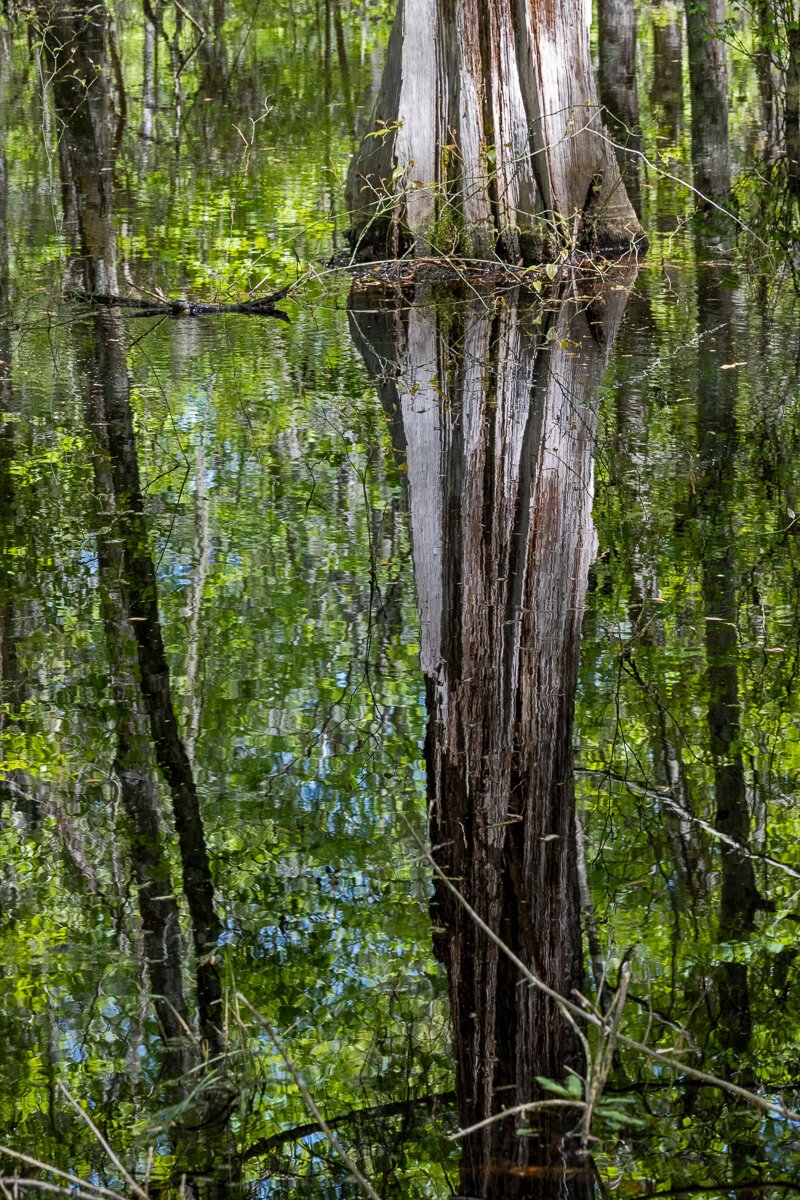 8998Cypress Tree and Reflection8998.jpg