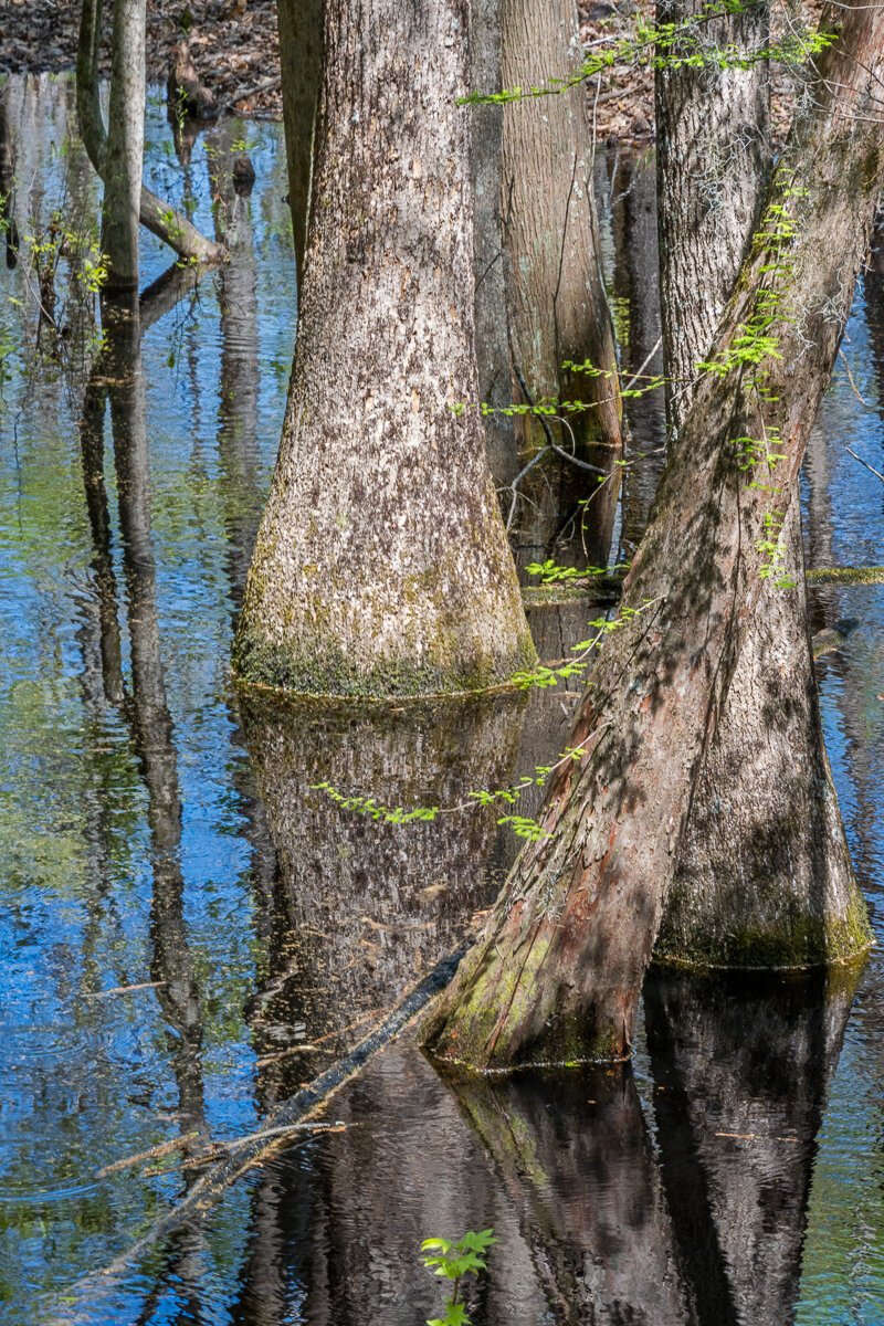 Cypress Trunks and Reflections, Sante State Park8952.jpg