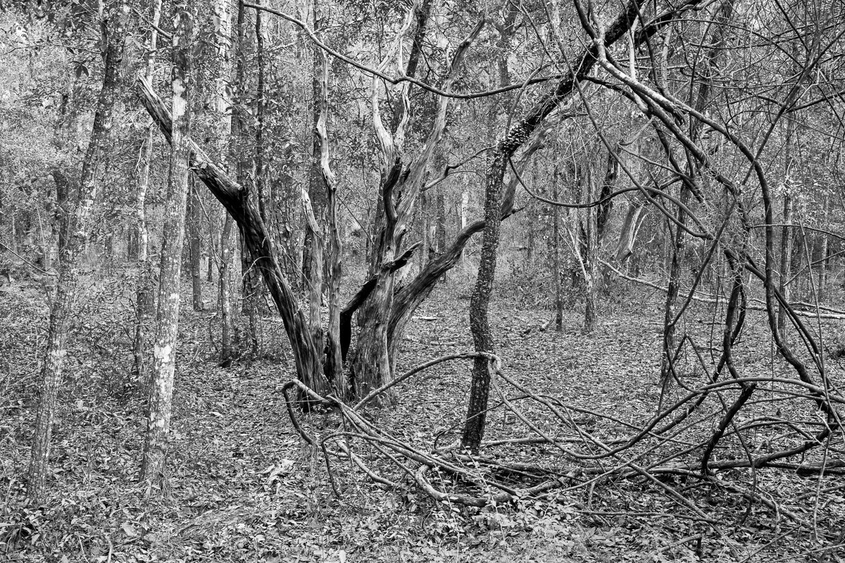 Woodland Duet–Trunks and Vines8404.jpg
