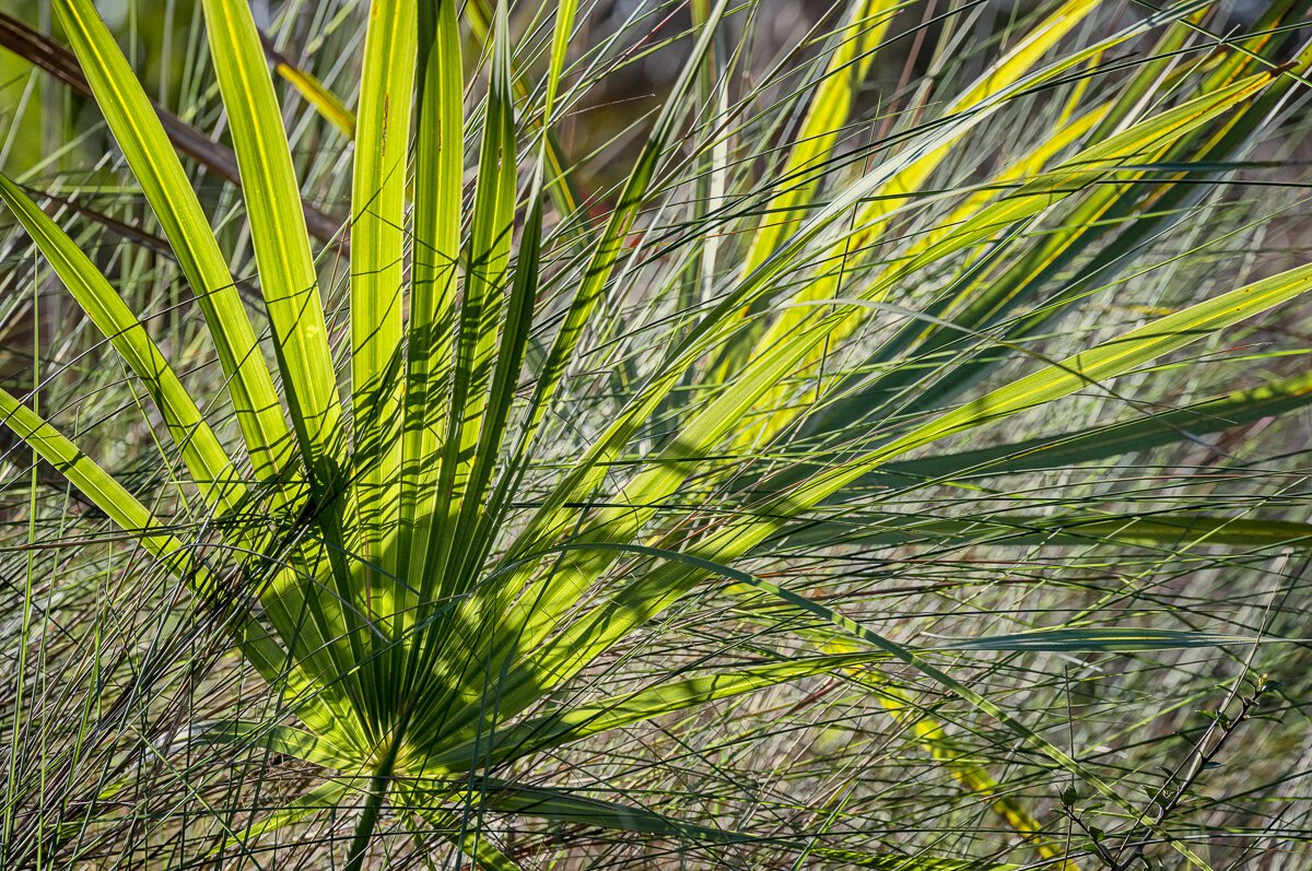Light Weaving Fronds and Grasses Edisto Island8657.jpg