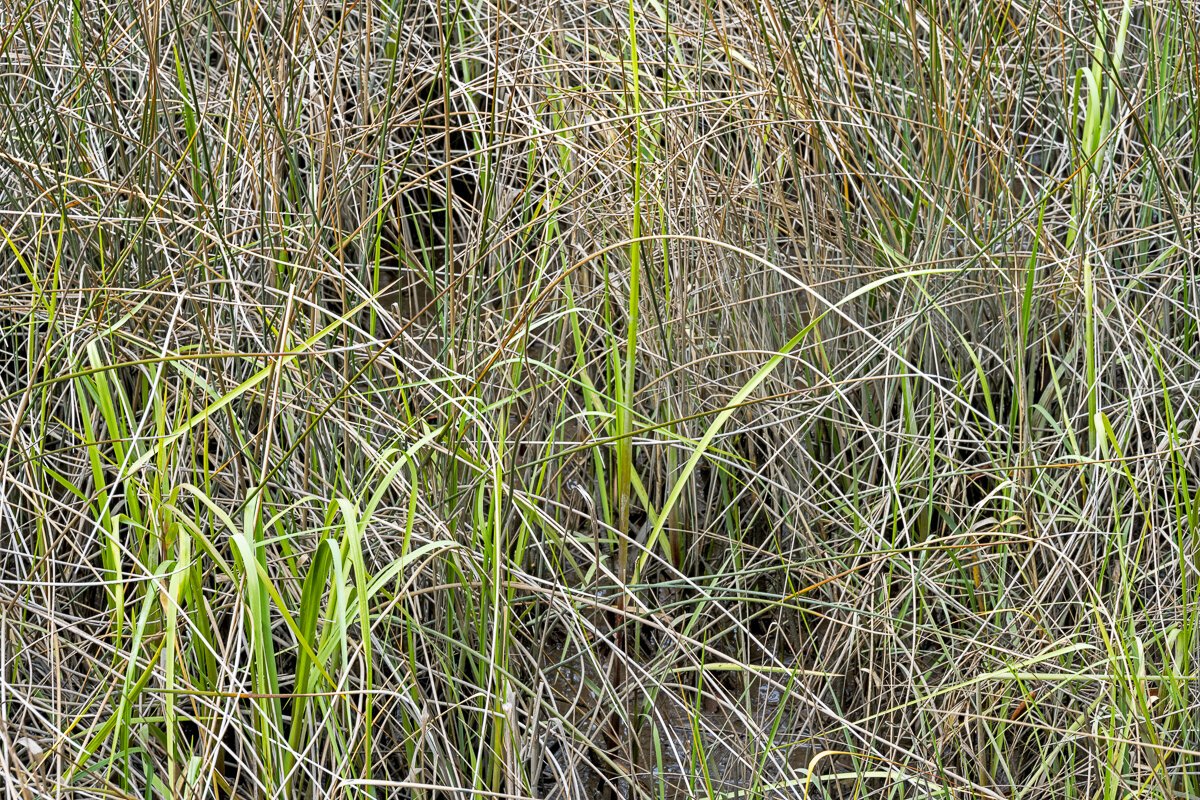 String Theory in Salt Marsh Grasses, Edisto Island8753.jpg
