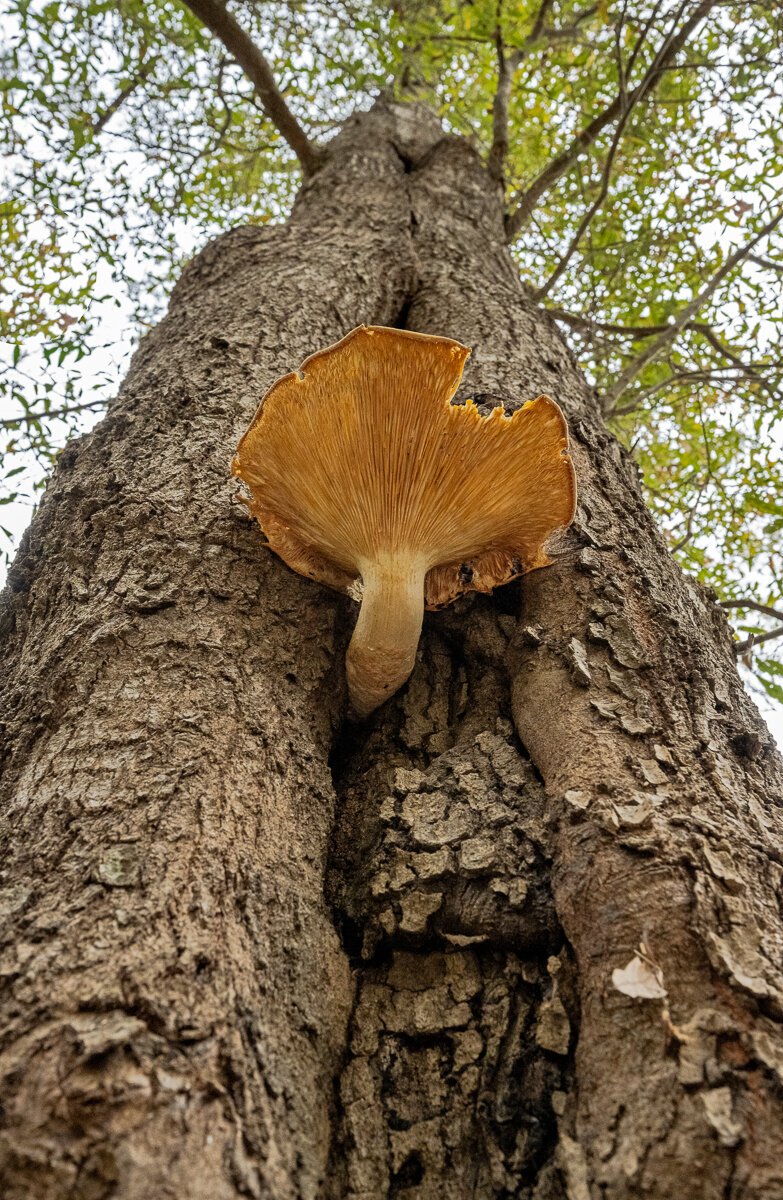 A Giant Fungi Partially Eaten8467.jpg