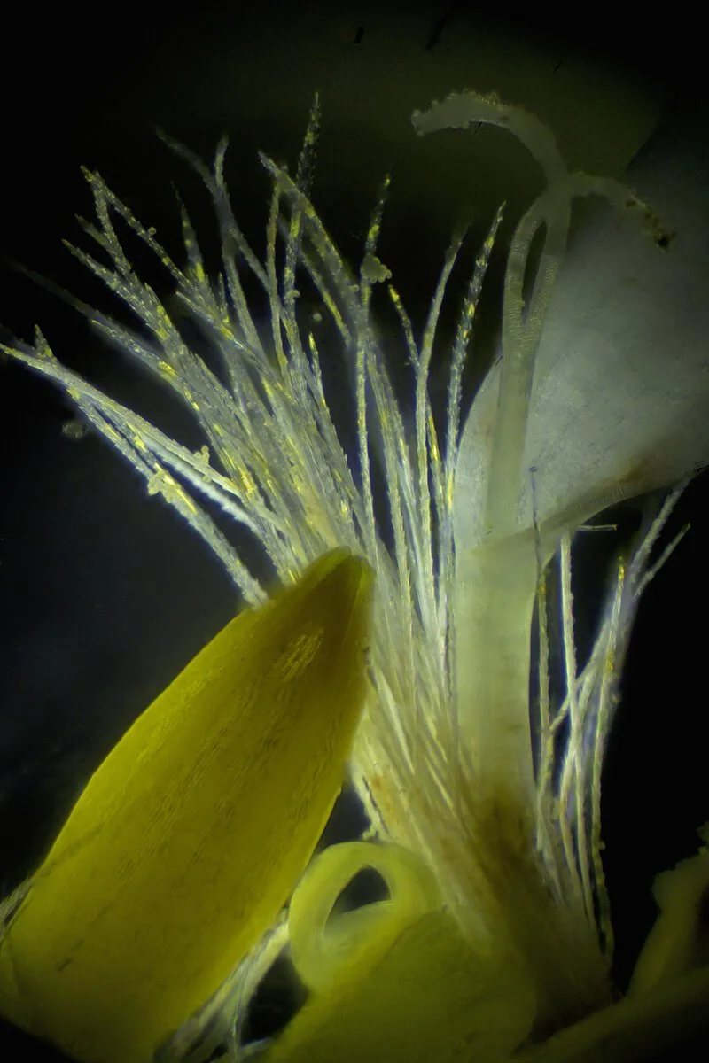 Yellow Asters with Pappus Bristles