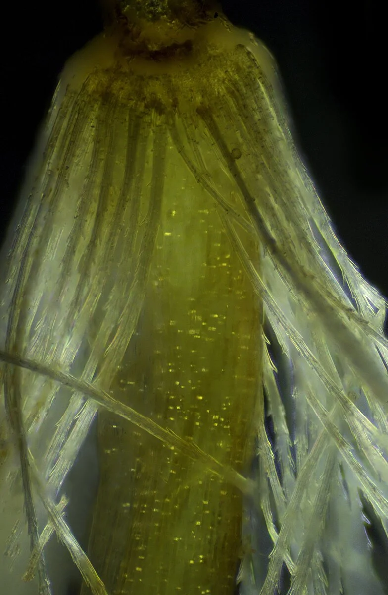 Aster Corolla Protected by Pappus Bristles