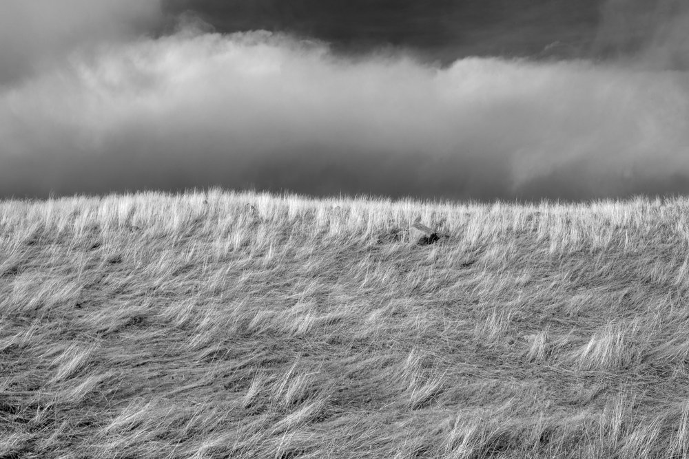 L Buchanan_Duality-Lit Grass and Dark Clouds.jpg